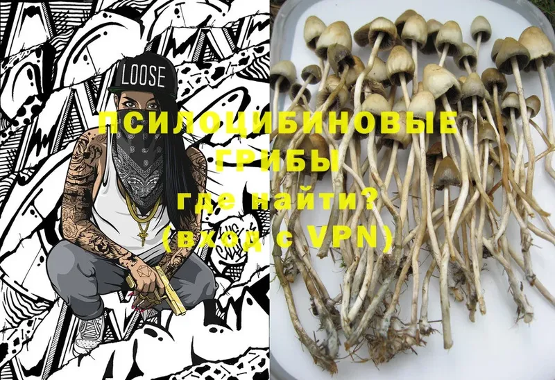 Псилоцибиновые грибы Psilocybine cubensis  Зеленокумск 